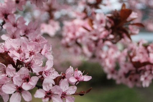 cherry blossom  tree  nature
