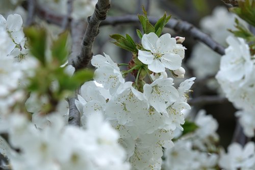 cherry blossom  spring  branch