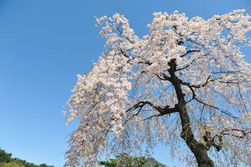 cherry blossom spring sky
