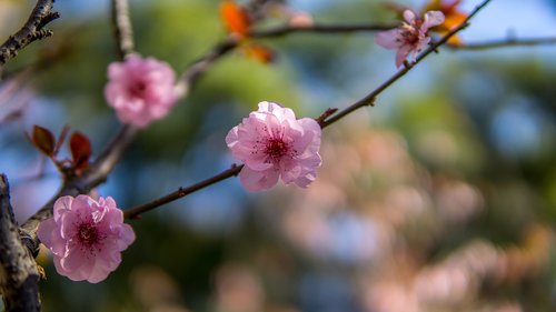cherry blossom  japan  japanese