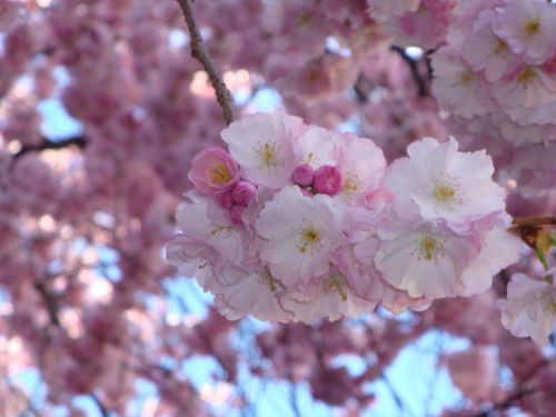 cherry blossom pink blossom