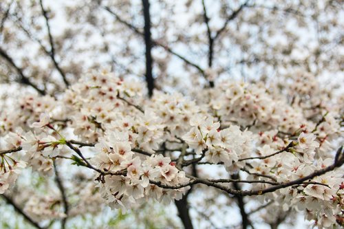 cherry blossom  spring  white