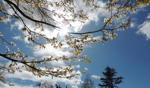 cherry blossom pure blue sky