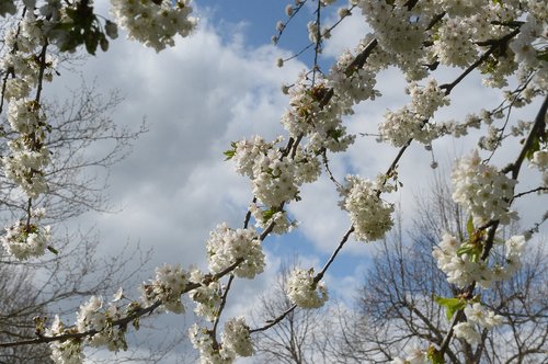 cherry blossom  cherry tree  branch