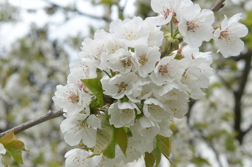cherry blossom  cherry branch  spring