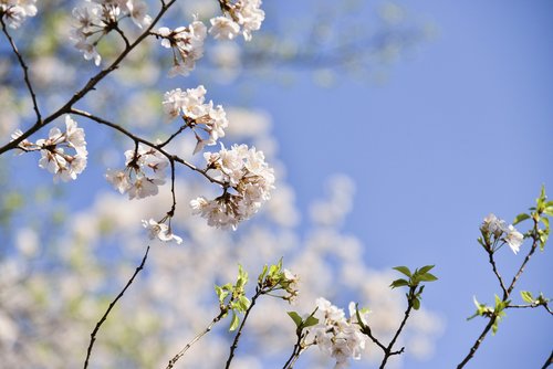 cherry blossom  spring  flowers