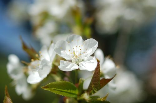 cherry blossom blossom bloom