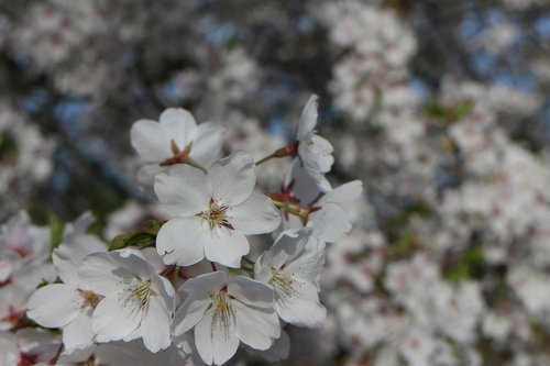 cherry blossom  nature  spring