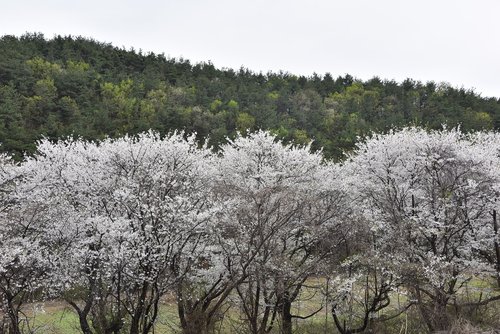 cherry blossom  spring flowers  white flowers