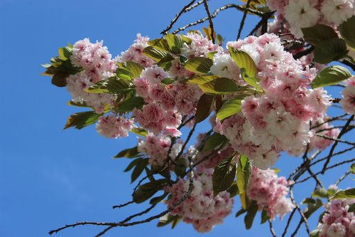cherry blossom  sky  blue