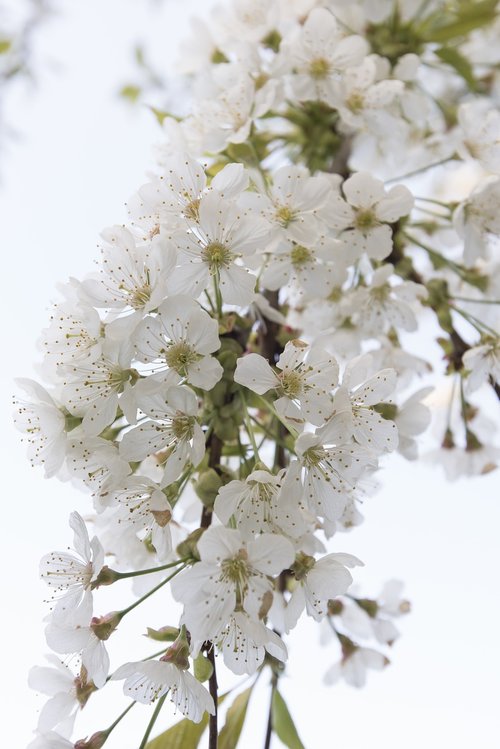 cherry blossom  cherries  cherry tree
