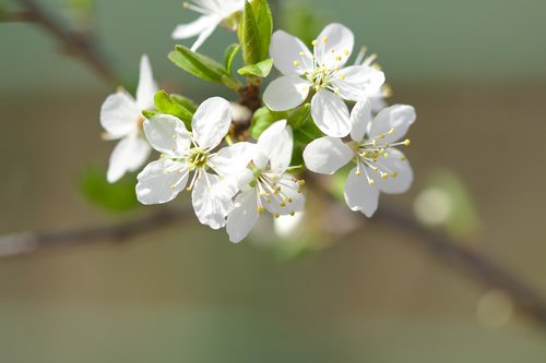 cherry blossom  spring  white