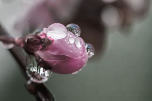 cherry blossom drops water