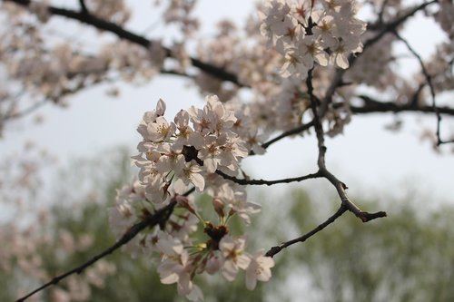 cherry blossom  tree  spring