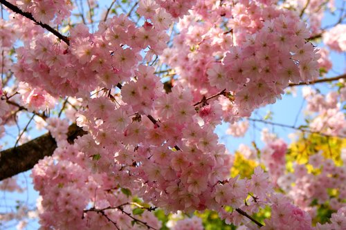 cherry blossom  ornamental cherry  cherry tree