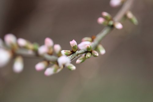 cherry blossom  flower  bud