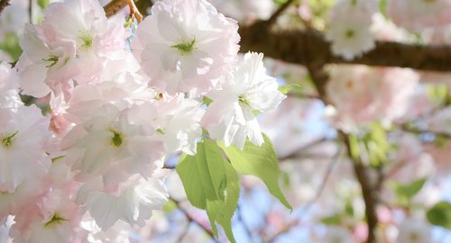 cherry blossom  pink  spring