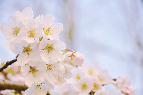 cherry blossom  pink  spring