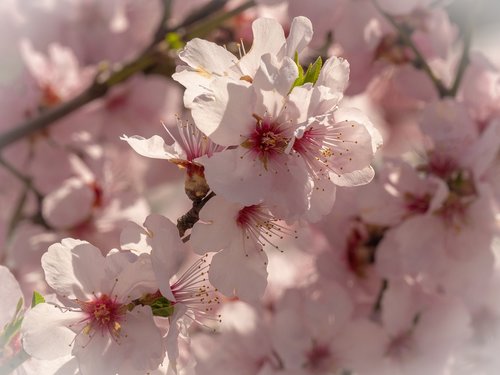 cherry blossom  flowers  flowering twig