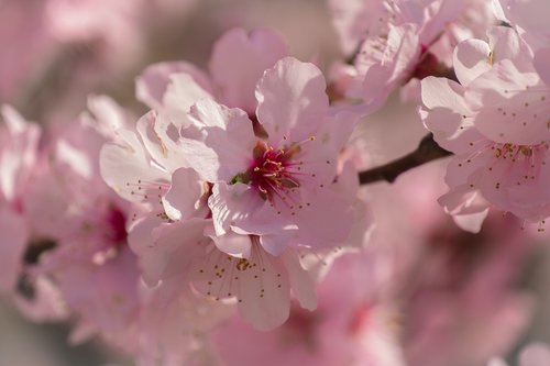 cherry blossom  flowering twig  bloom