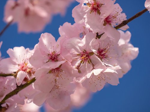 cherry blossom  flowering twig  spring