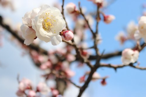 cherry blossom  flowers  spring