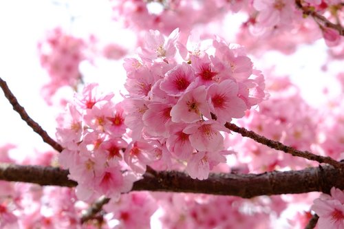 cherry blossom  pink  full blooming