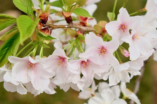 cherry blossom  white  petals