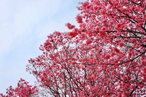 cherry blossom  pink  trees