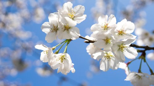 cherry blossom  travel  spring