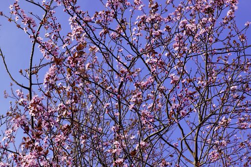 cherry blossom  cherry blossom tree  tree