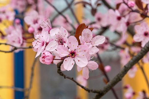 cherry blossom  pink  spring