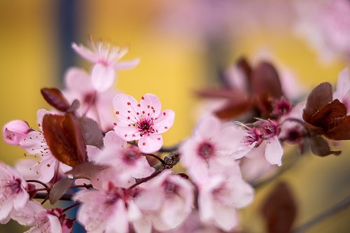 cherry blossom  pink  spring