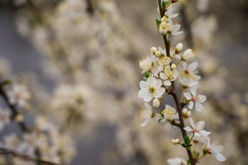 cherry blossom  bloom  tree
