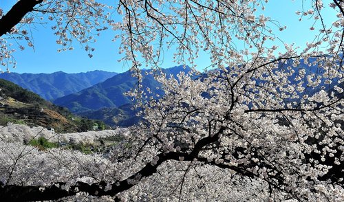 cherry blossom  jiri  nature