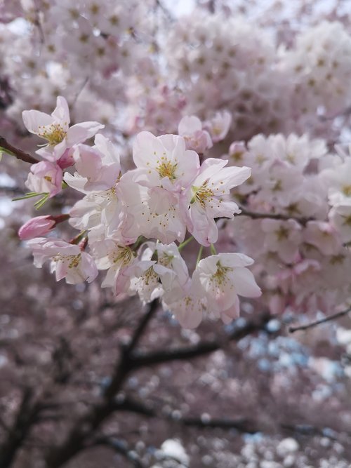 cherry blossom  spring season  nature