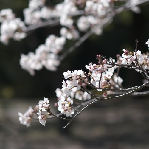 cherry blossom  flower  branch