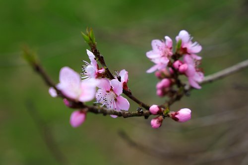 cherry blossom  nature  plant