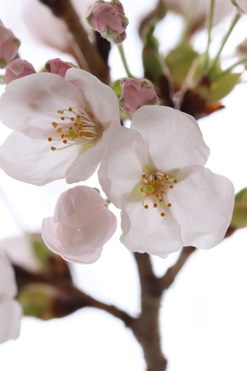 cherry blossom  spring  flowers
