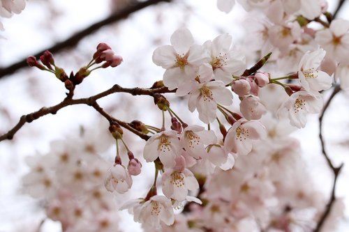 cherry blossom  spring  flowers