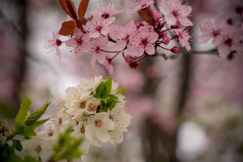 cherry blossom  spring  pink