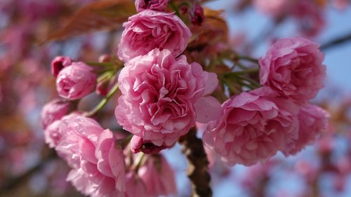 cherry blossom  cherry tree  japanese cherry