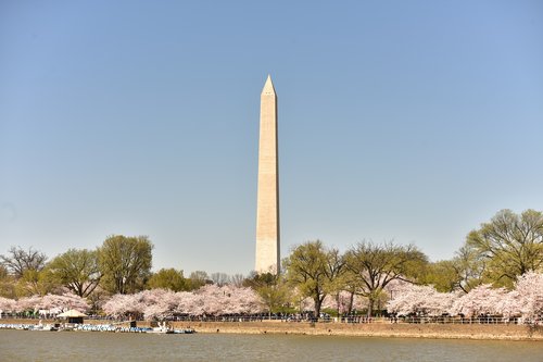 cherry blossom  washington dc  spring