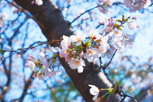 cherry blossom  spring  nature