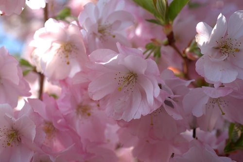 cherry blossom  spring  cherry