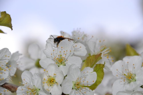 cherry blossom  tree  spring