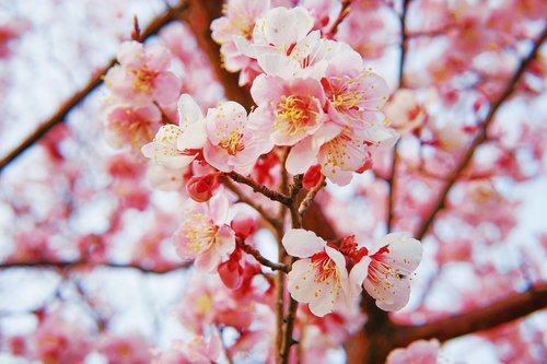 cherry blossom  flower  pink