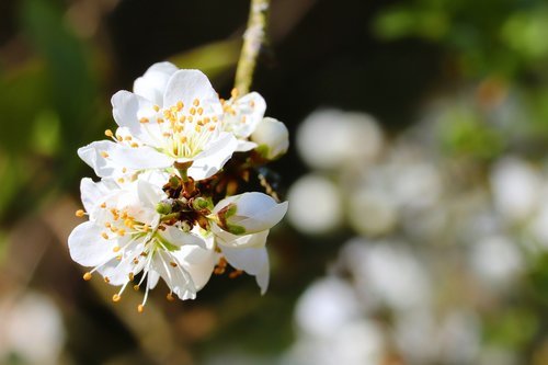 cherry blossom  cherry tree  fruit tree
