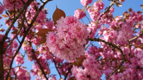 cherry blossom  cherry tree  japanese cherry