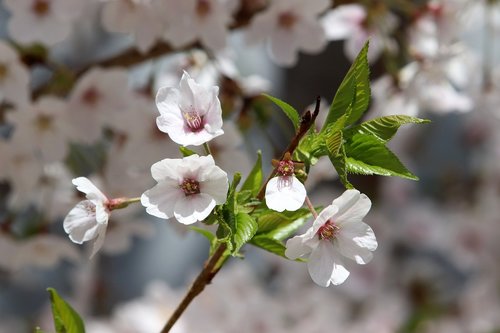 cherry blossom  spring  flowers